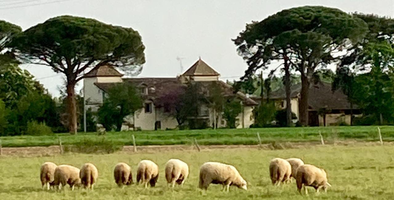 Domaine De Menerque - Petit Chateau Avec Piscine Lisle-sur-Tarn 外观 照片